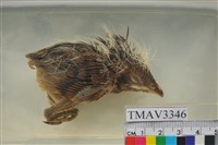 藏品(番鵑)的圖片